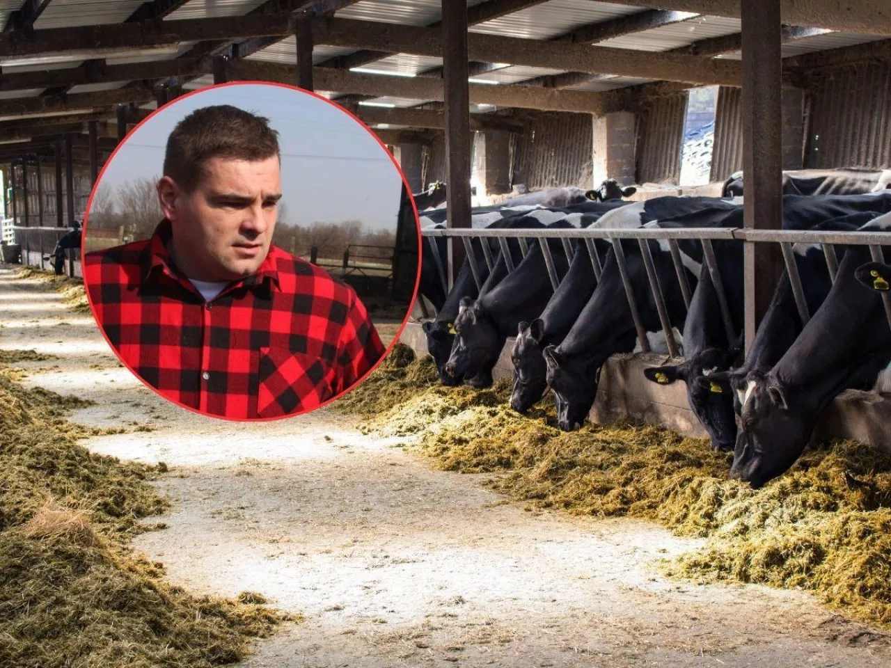 Mercosur uderzy w mleko? Rolnik z Mazur: ”Niektórzy dopłacają do tego, że doją”