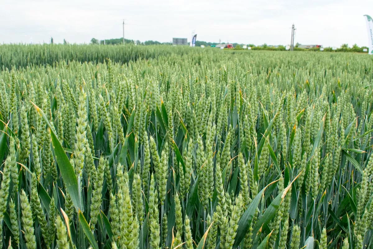 Mniej nawozu, ten sam plon. Jak obniżyć koszty nawożenia zbóż?
