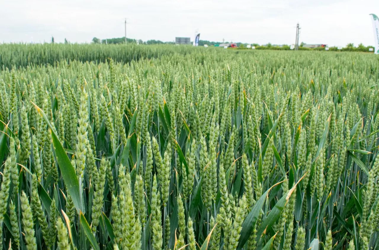 Mniej nawozu, ten sam plon. Jak obniżyć koszty nawożenia zbóż?