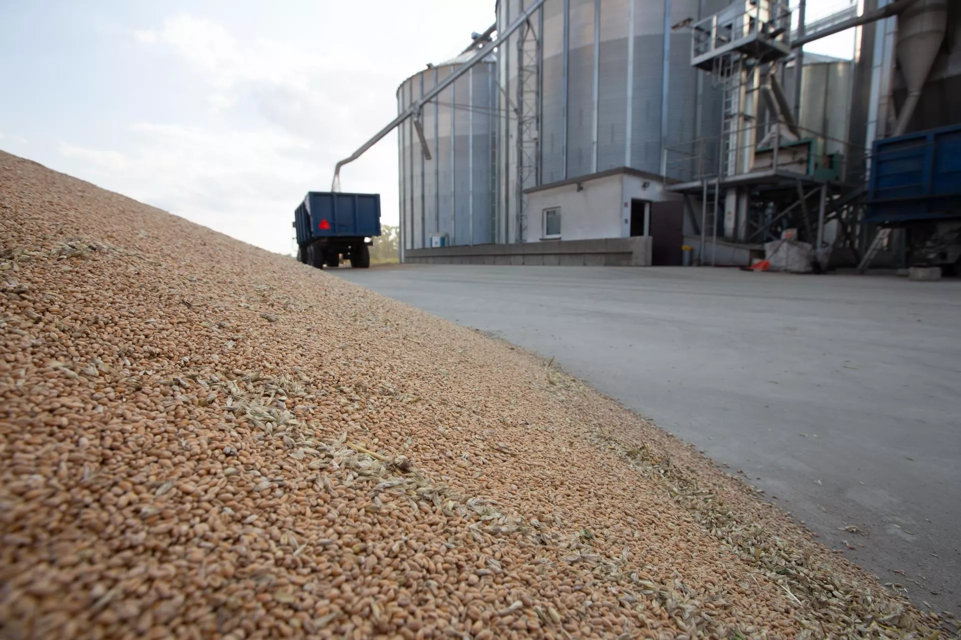 Pszenica drożeje na giełdzie, rolnicy czekają. Jakie są ceny zbóż i rzepaku w Polsce? [SONDA]