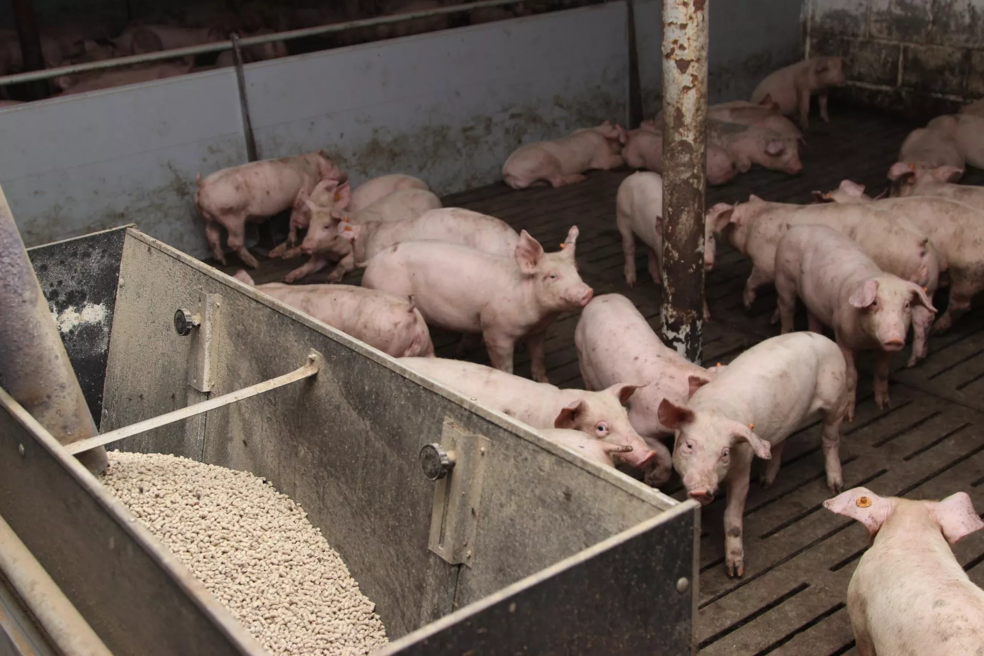 Walka z ASF w Piotrkowie trwa. "Wydajemy pieniądze, a efektów nie ma"