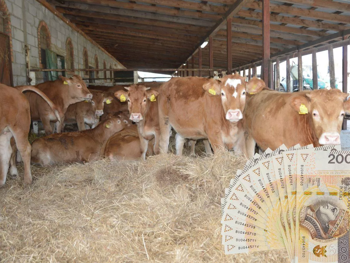 Odszkodowania po likwidacji stad nie tylko za zwierzęta. Szerszy katalog strat od 2026 r.