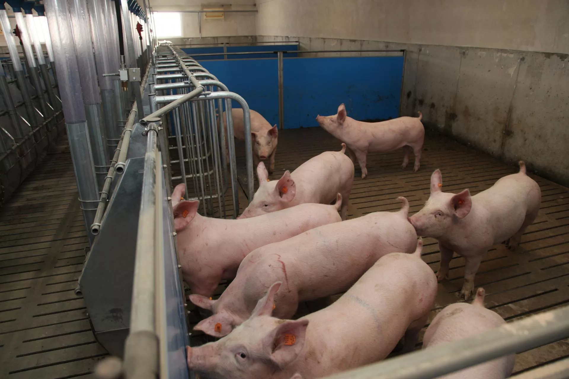 Rolnicy stracą dotacje na świnie? Ministerstwo reaguje