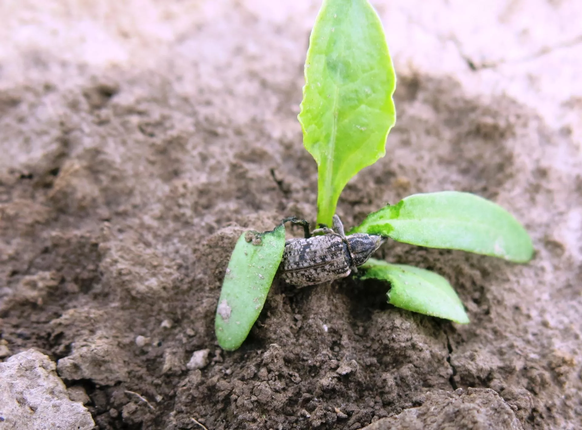 Szarek komośnik w natarciu. Rolnicy czekają na wyjaśnienia