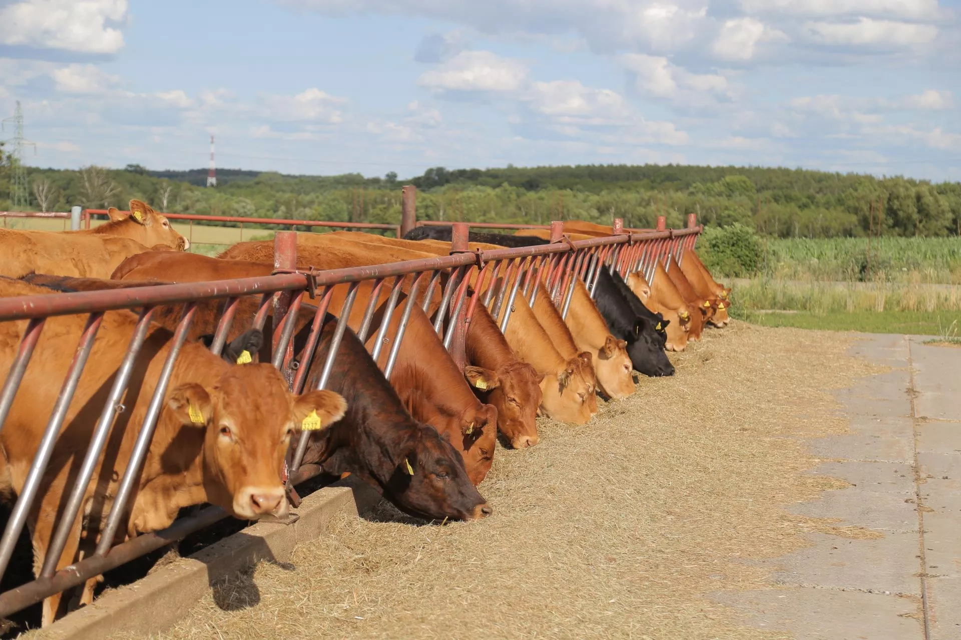 Bydło trzyma cenę, ale konkurencja się zaostrza. Ile dziś płacą ubojnie? [SONDA]