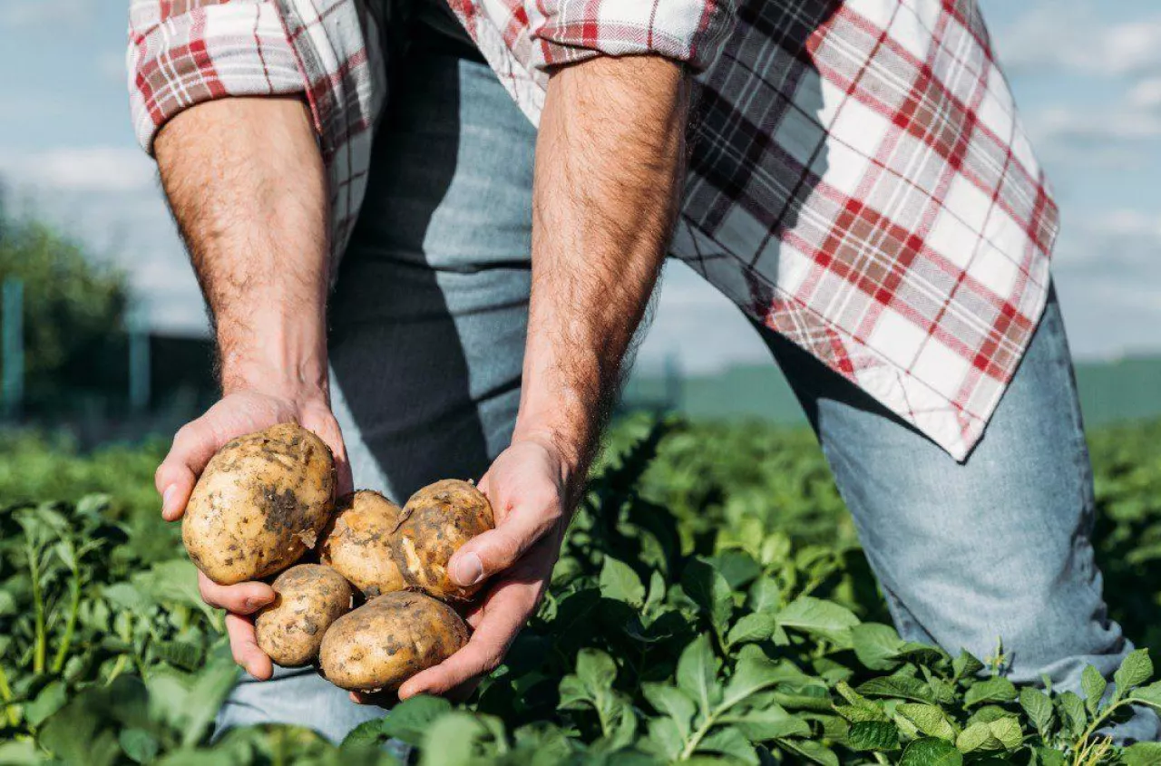 Wysokie koszty, niskie plony. Czy produkcja sadzeniaków jeszcze się opłaca?