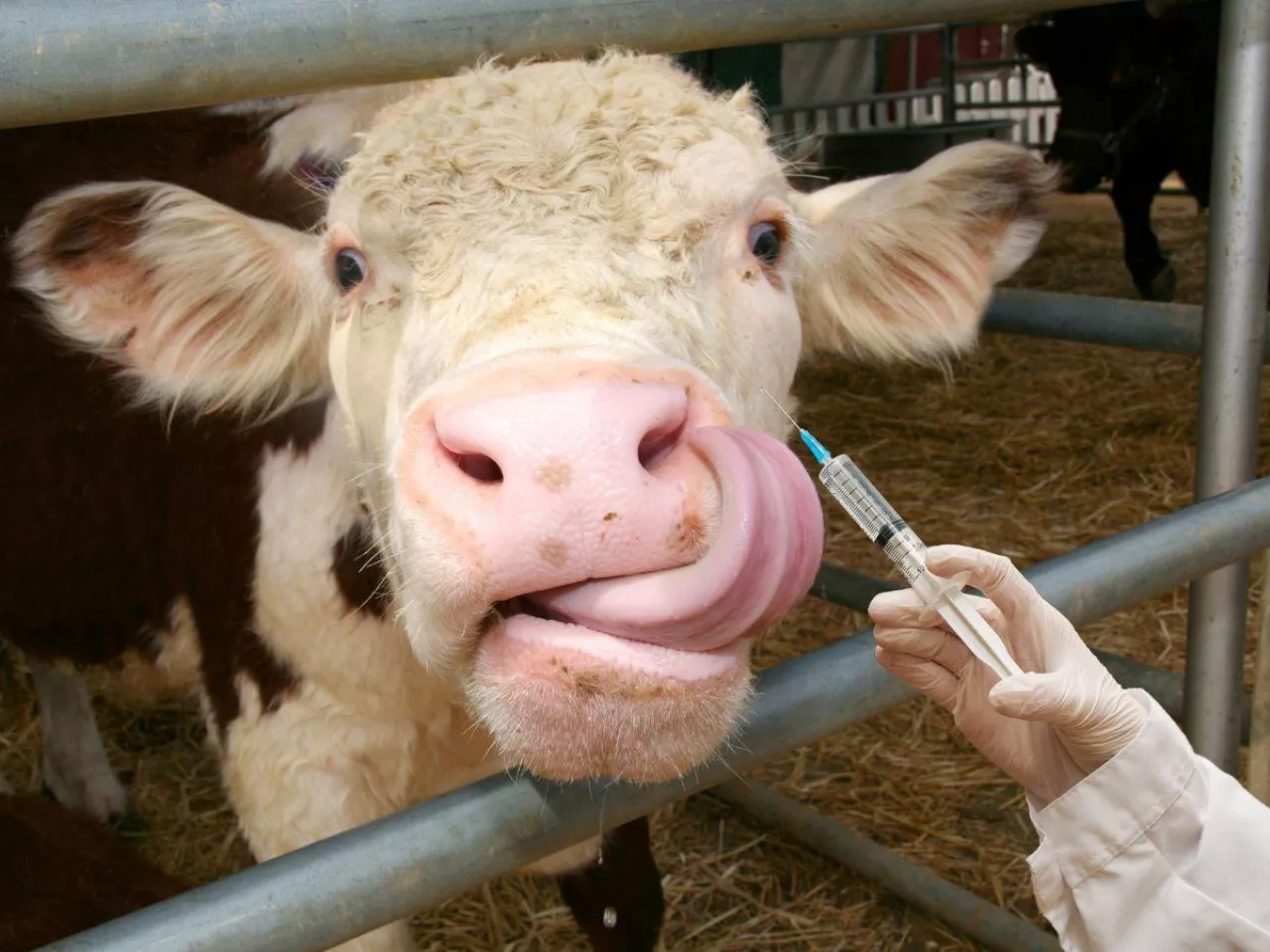 Choroba niebieskiego języka, krowa