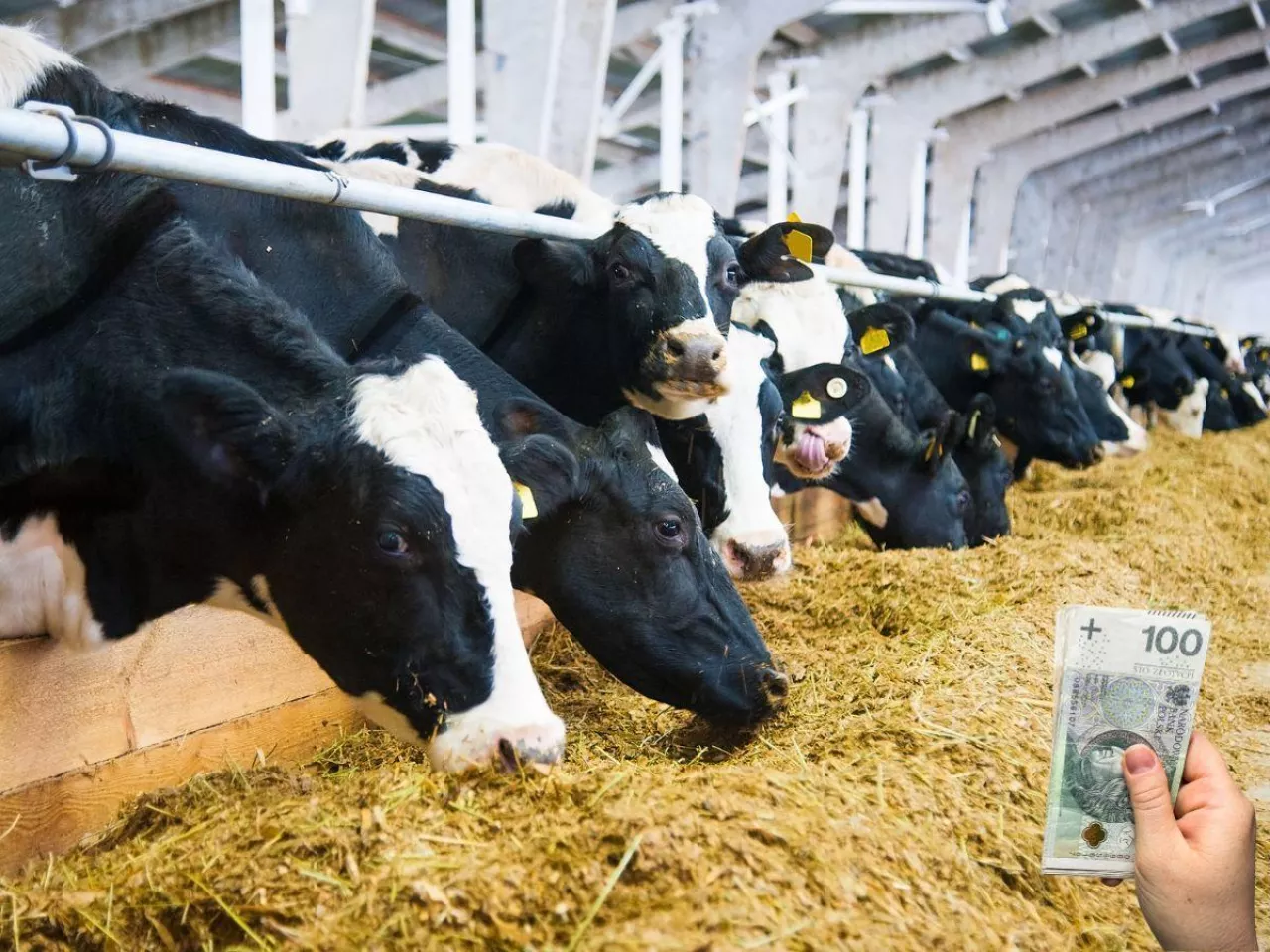 Ceny mleka lecą w dół. Ile płacą mleczarnie? [NOWE DANE GUS]