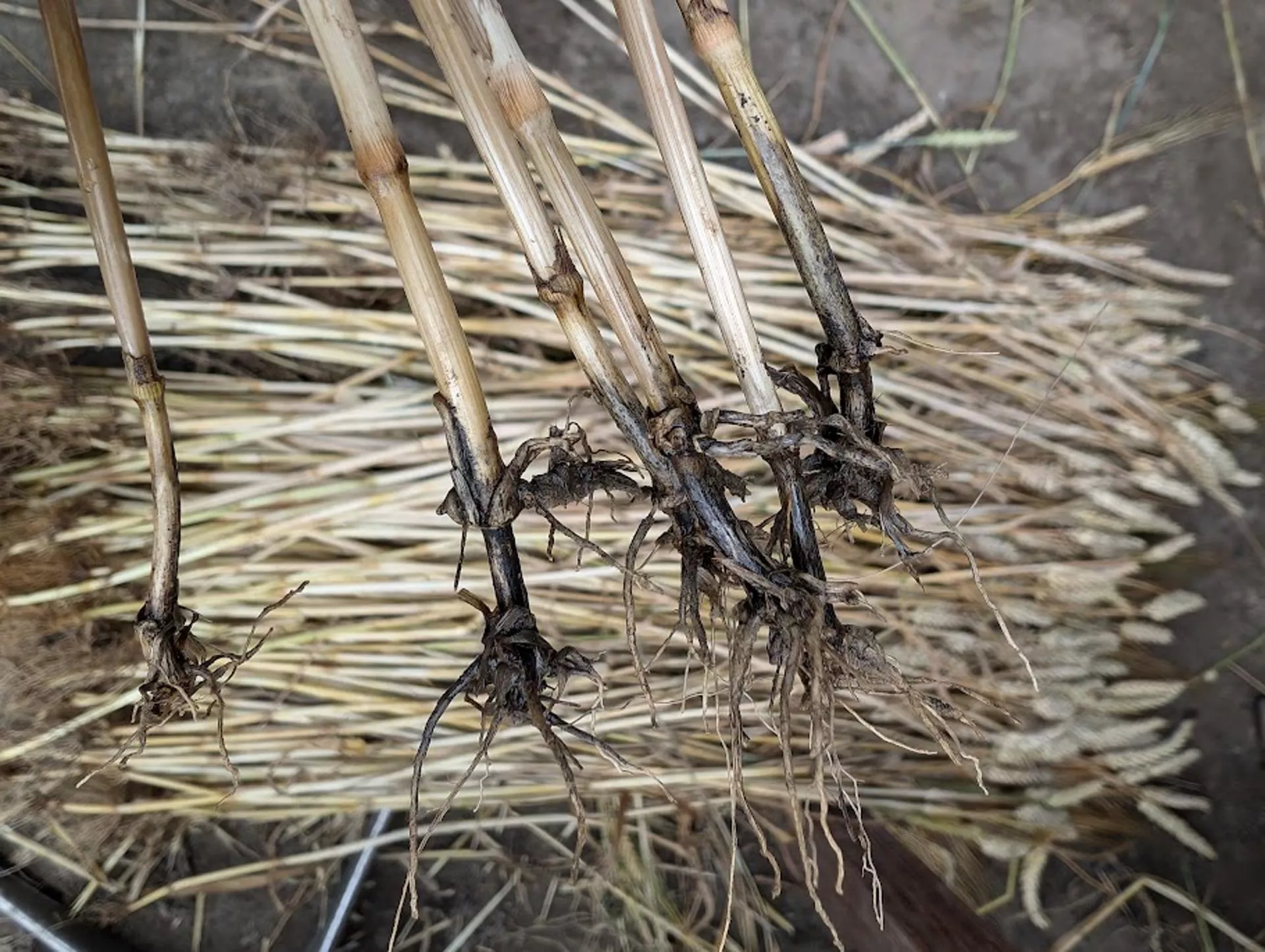 Czym pryskać na zgorzel podstawy źdźbła? Wiosną możesz się mocno zdziwić