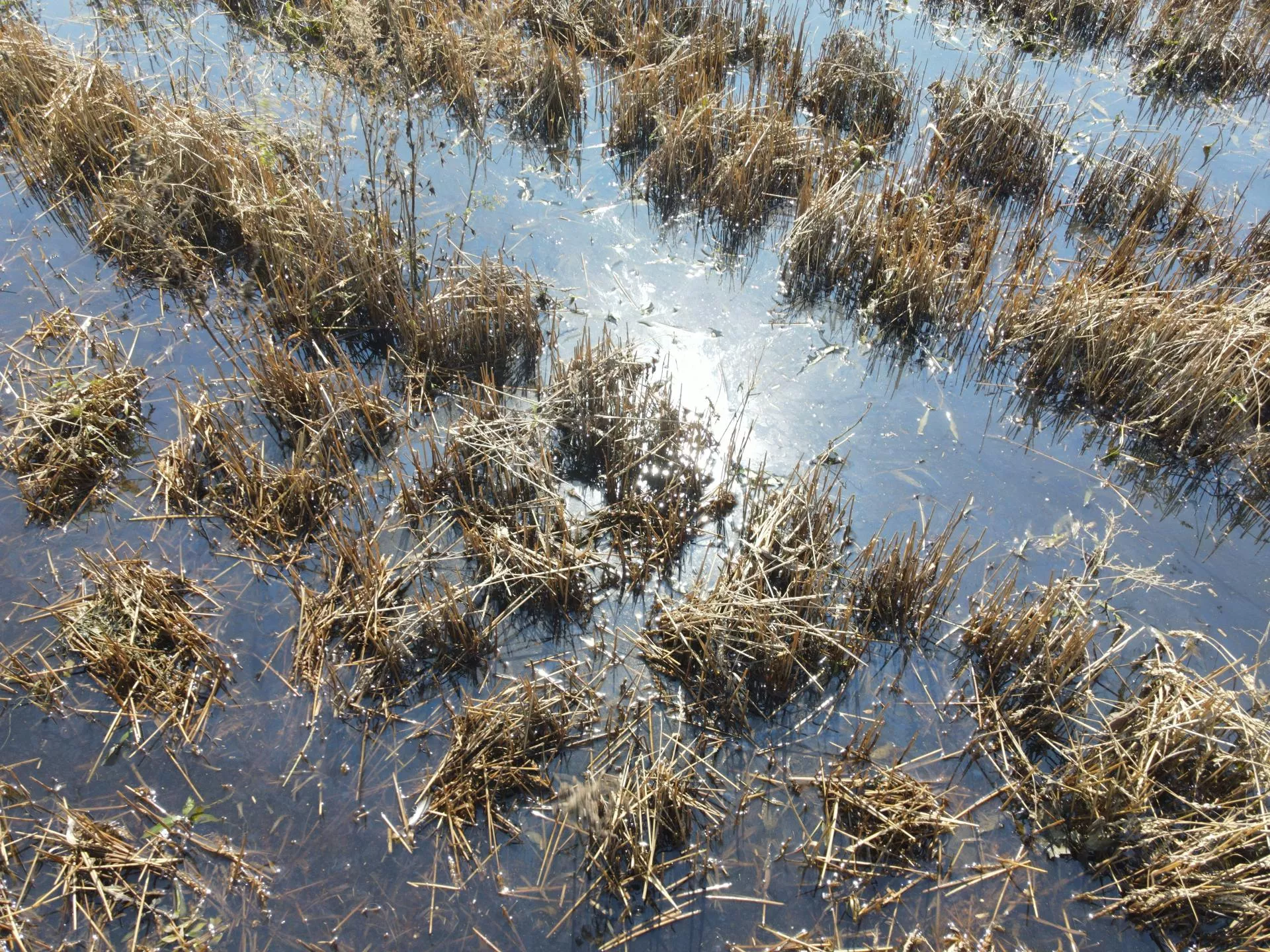 Kolejny cios w rolników? „Prawie 1 mln ha może wypaść z produkcji”