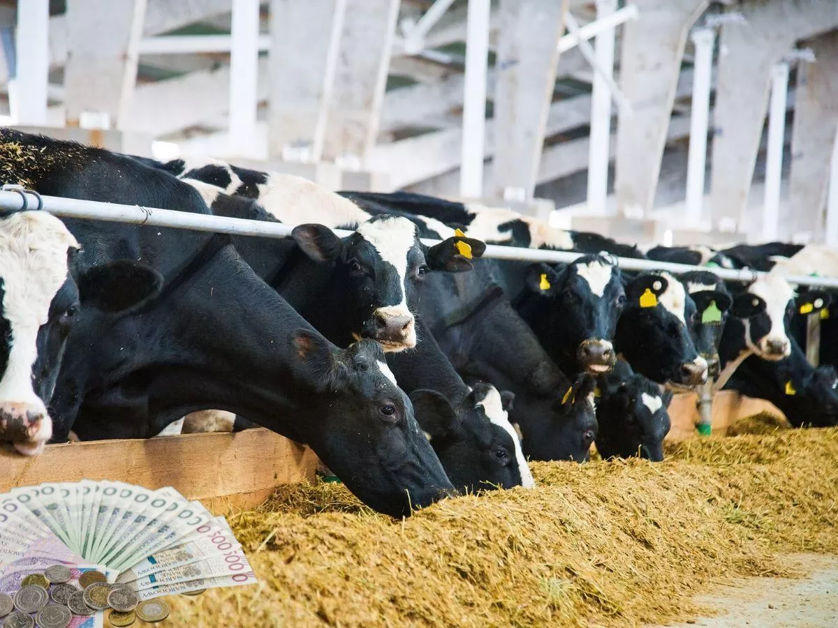 Ceny mleka w górę, ale krów będzie mniej. Co czeka rolników do 2035 r.?
