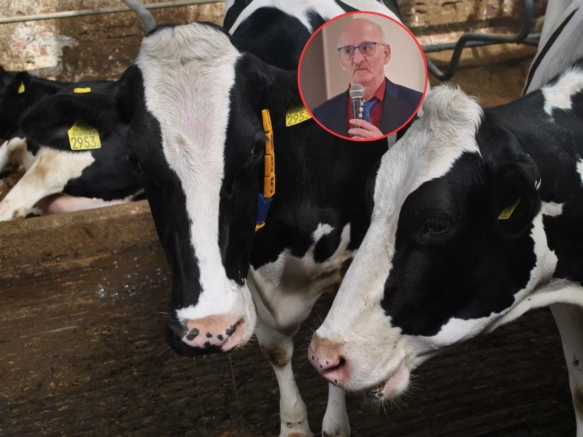 400 zł straty na krowie i nic nie widać. Hodowcy tracą na "ukrytych" chorobach