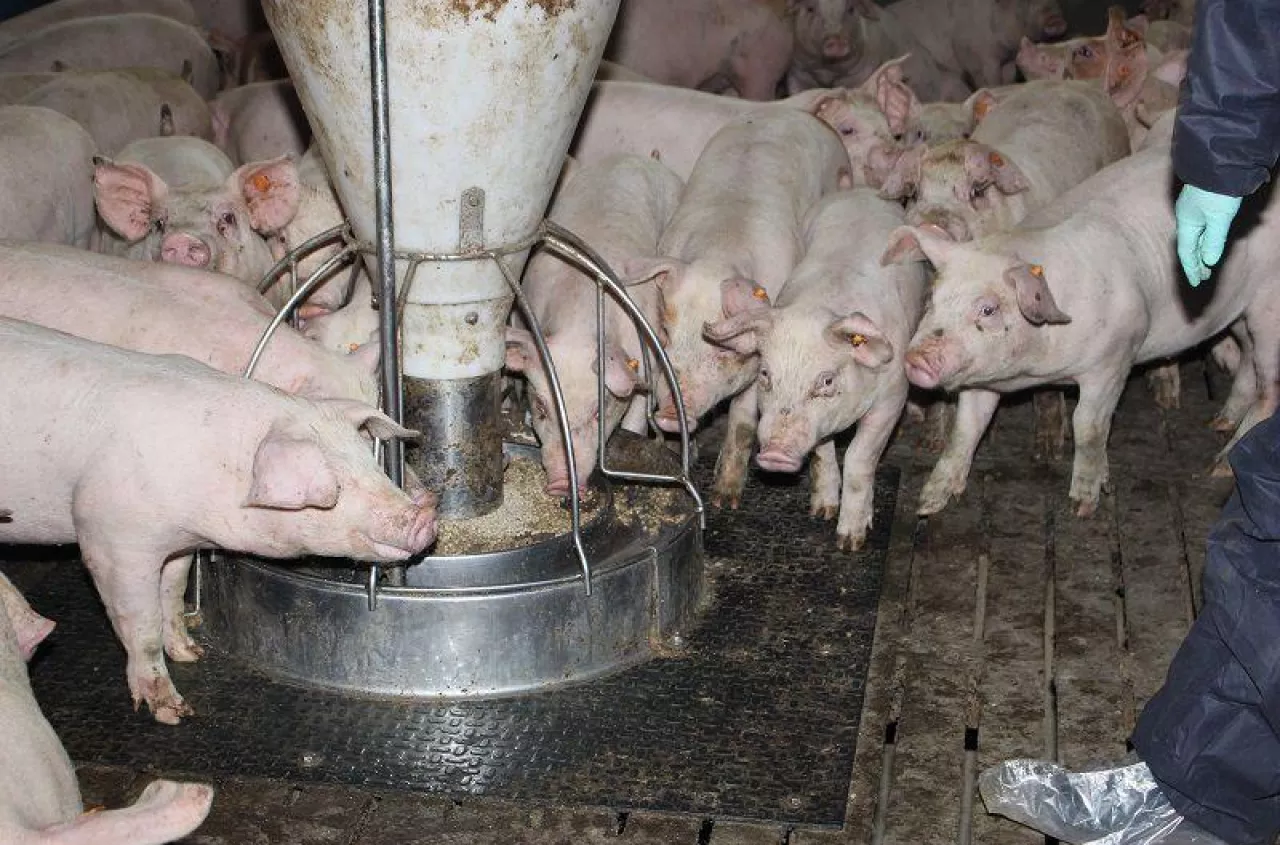 Tuczniki droższe choćby o 90 gr. Jakie są aktualne ceny świń w Polsce? [SONDA]