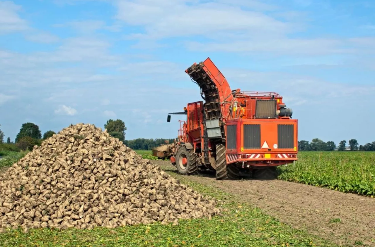 Buraki znikają z pól. Cukrownia: "Nie przerobimy ani tony"
