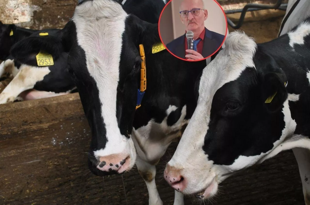 400 zł straty na krowie i nic nie widać. Hodowcy tracą na "ukrytych" chorobach