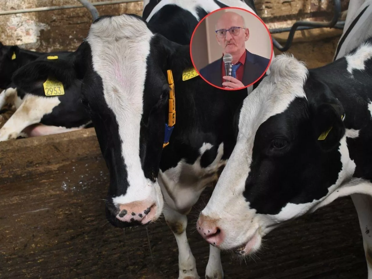 400 zł straty na krowie i nic nie widać. Hodowcy tracą na ”ukrytych” chorobach