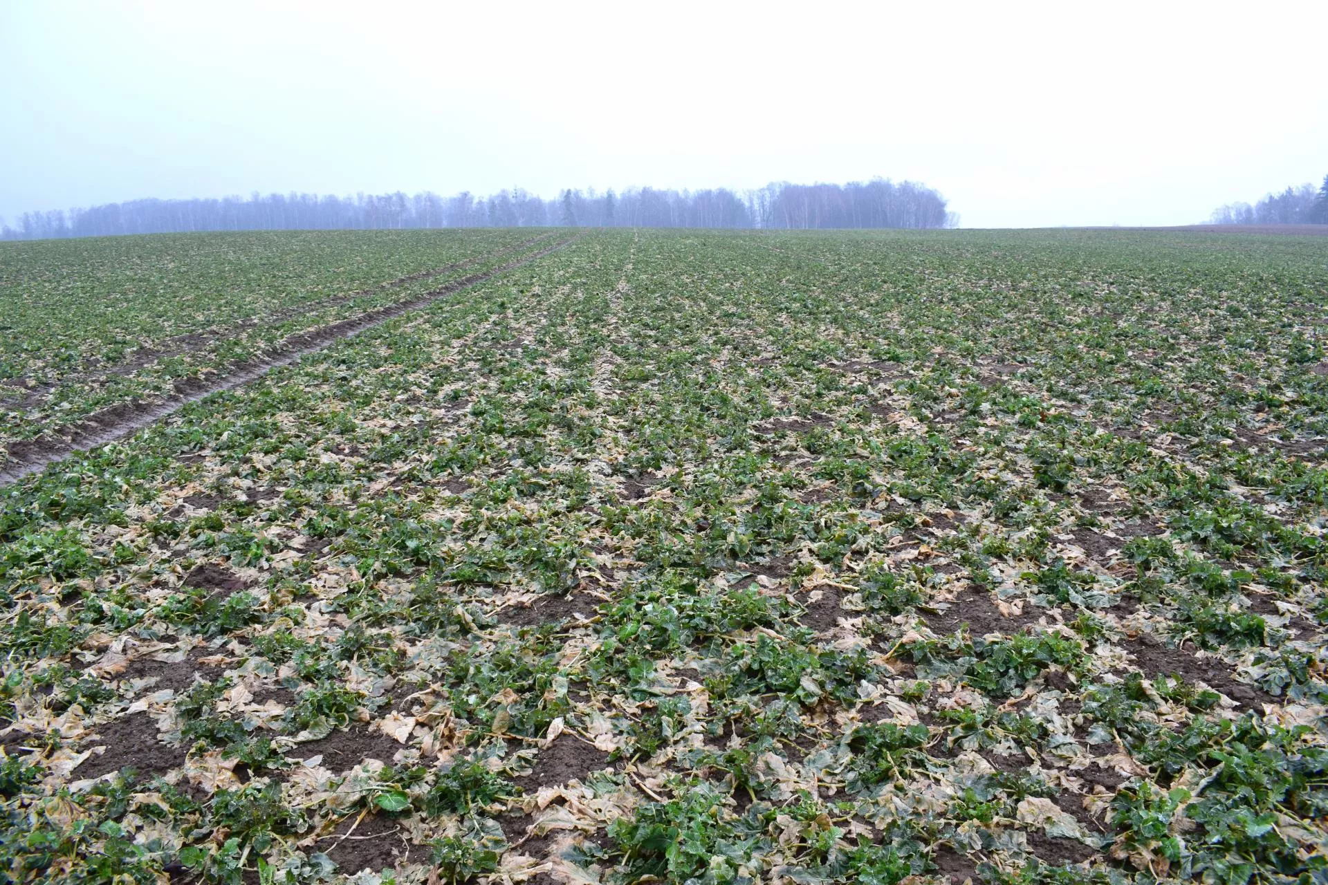 Ile siarki potrzebuje rzepak? Dawki i terminy nawożenia