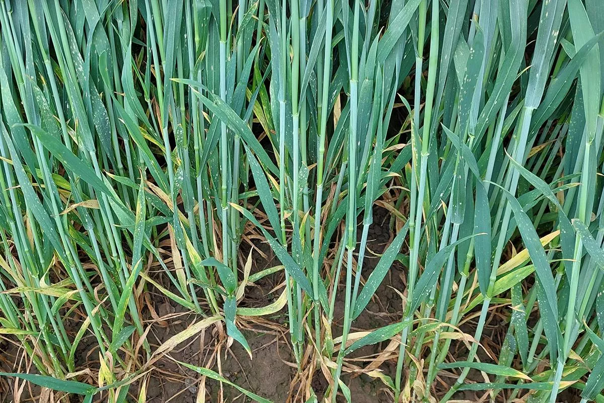 Choroby zbóż ruszą po zimie. Ten zabieg może uratować plon