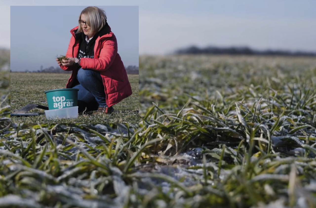 Ta zima mogła zniszczyć oziminy. Jak gwałtownie ocenić straty na polu?
