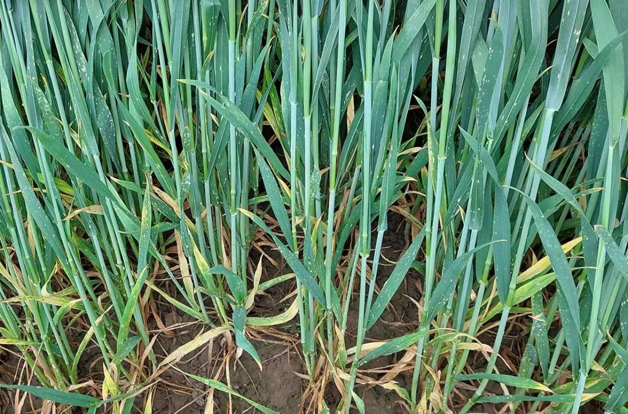 Choroby zbóż ruszą po zimie. Ten zabieg może uratować plon