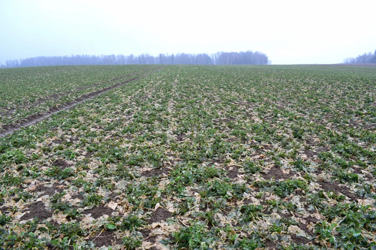 Ile siarki potrzebuje rzepak? Dawki i terminy nawożenia