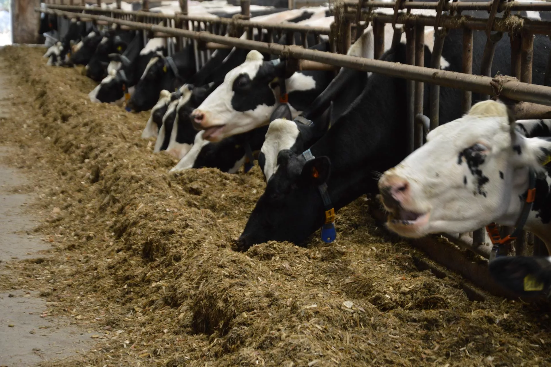 Inteligentne karmidło z Polski. Rolnik wie, która krowa, ile zjadła