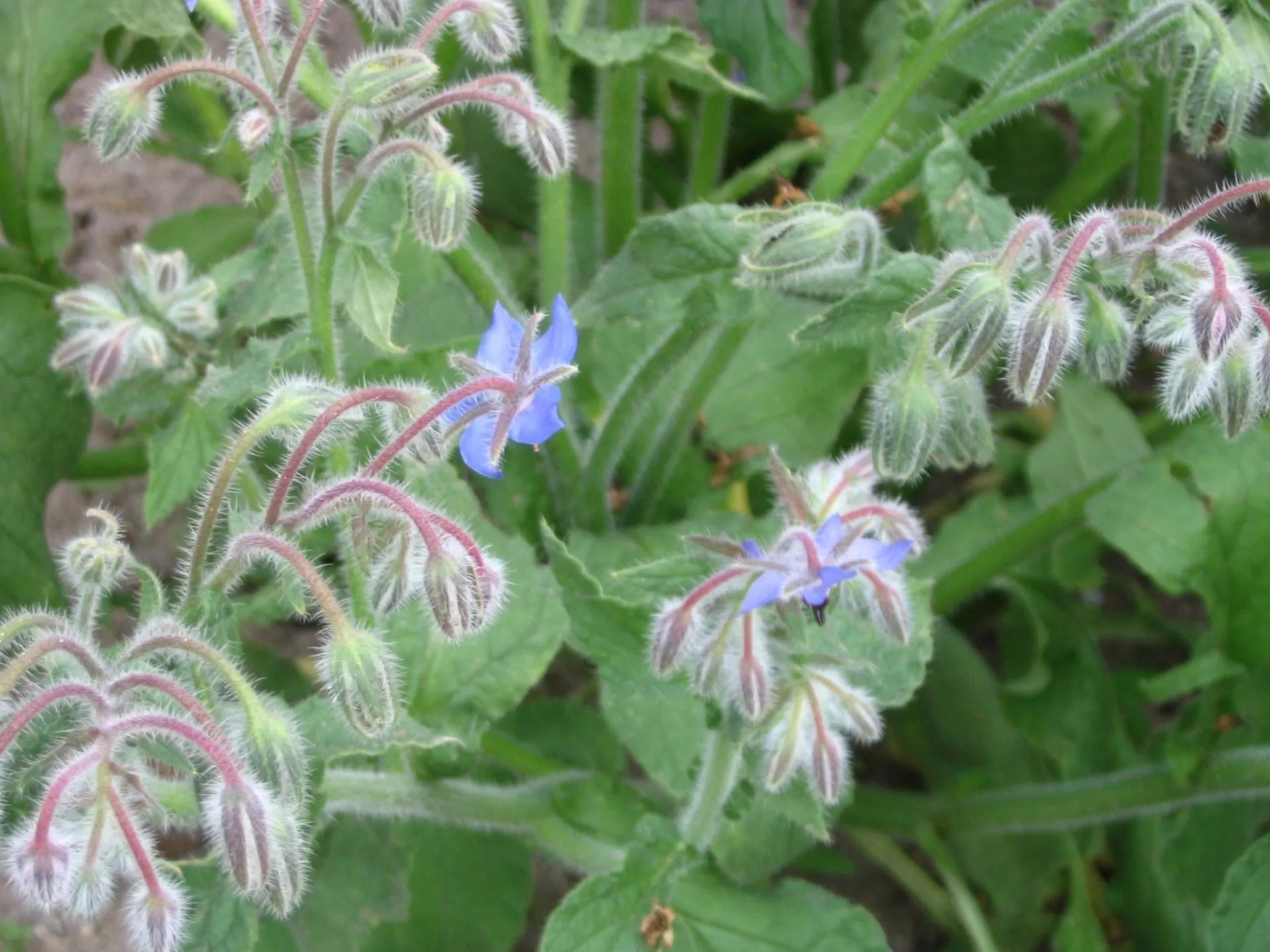 Te zioła wysiej w marcu i kwietniu. Będą rosły jak szalone