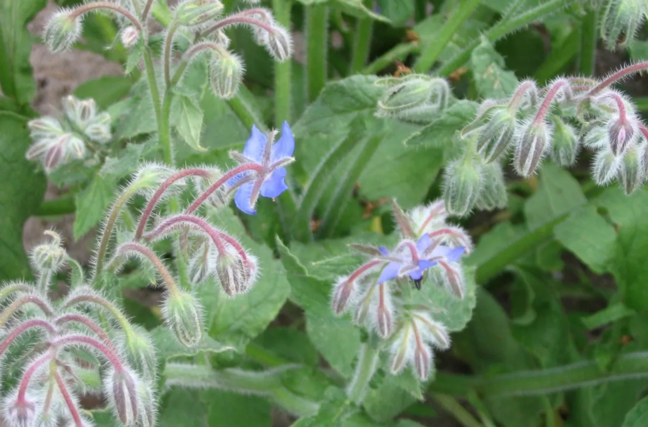 Te zioła wysiej w marcu i kwietniu. Będą rosły jak szalone