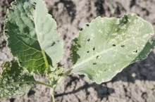 Młoda roślina z kapustowatych zaatakowana przez pchełki ziemne