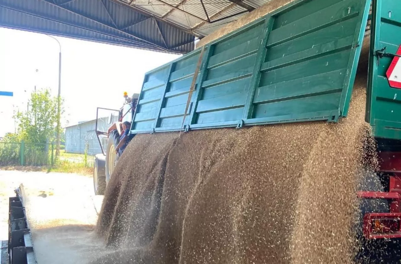 Pszenica najdroższa od sierpnia. Jakie są dziś ceny zbóż i rzepaku w Polsce? [SONDA]