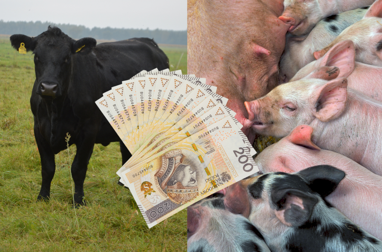 Dobrostan zwierząt: ważne terminy w marcu. Nie przegap, bo stracisz dopłaty