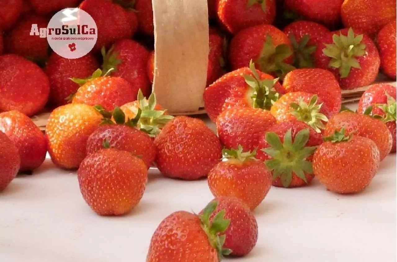 Jak poprawić jakość, trwałość i zdrowotność truskawek? Sprawdzone korzyści z wapniowo‑siarkowego nawożenia gleby