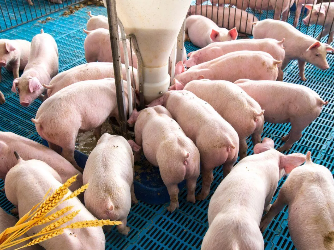 Kryzys na rynku rolnym