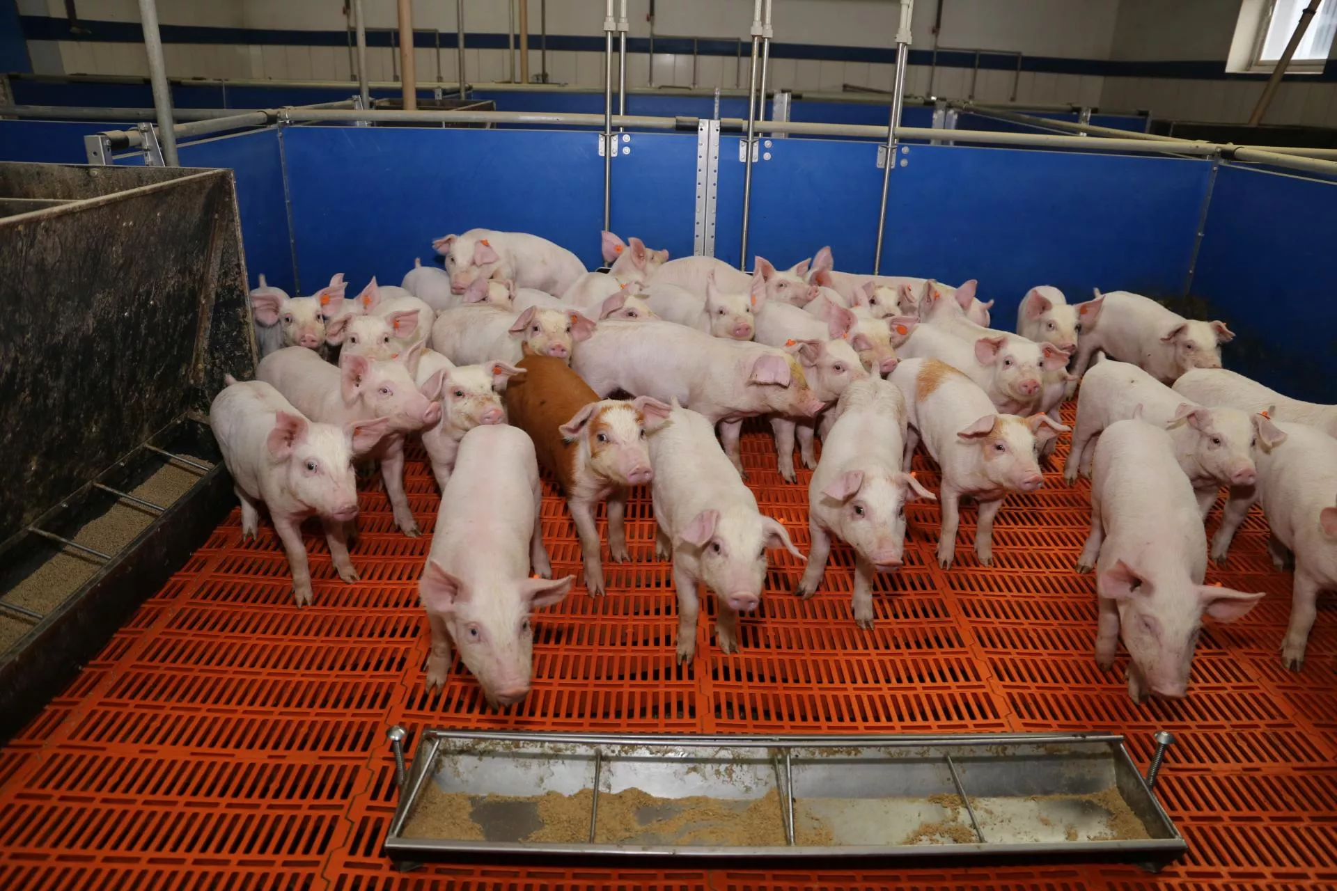 Grypa ptaków, rzekomy pomór, ASF. Ile kosztują Polskę choroby zwierząt?