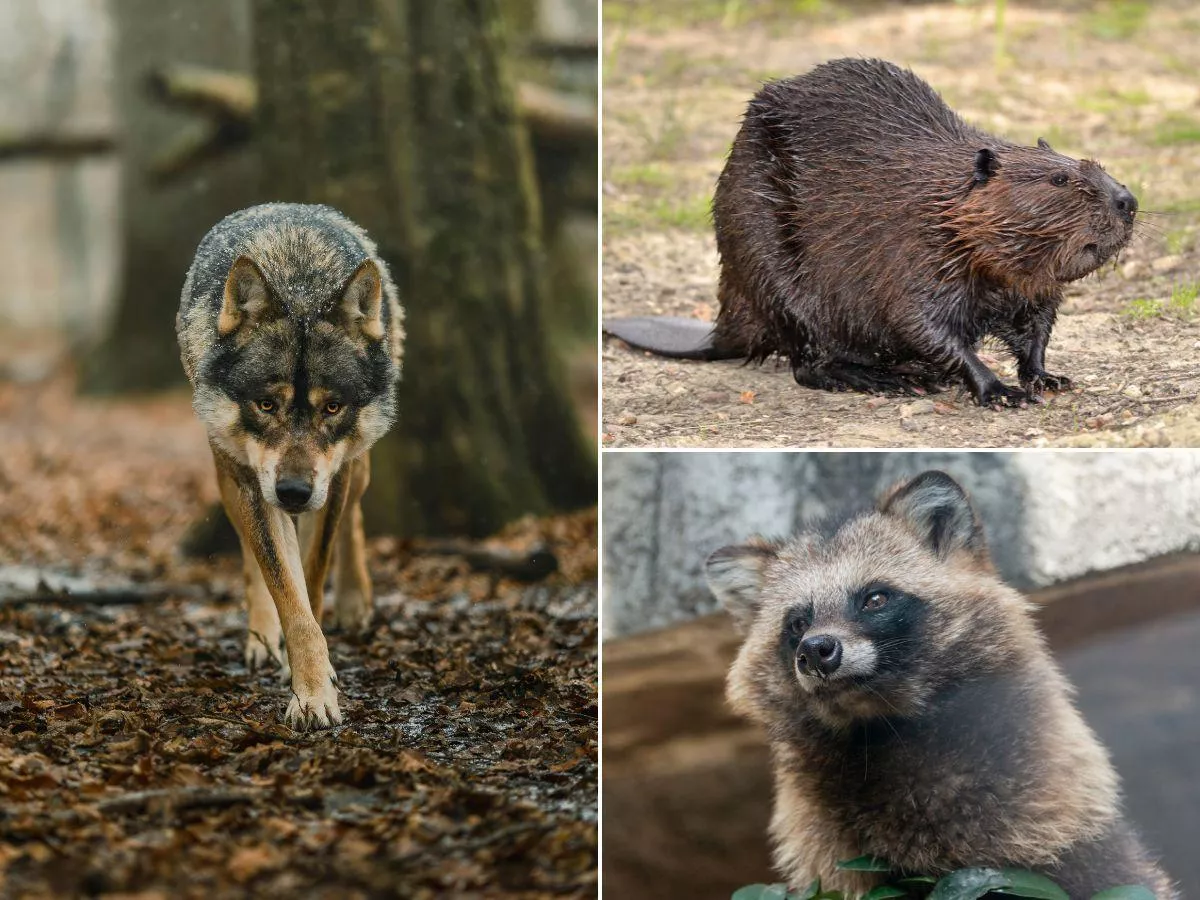Nowy wpis w IRZplus? Rolnicy chcą ujawnić skalę problemu