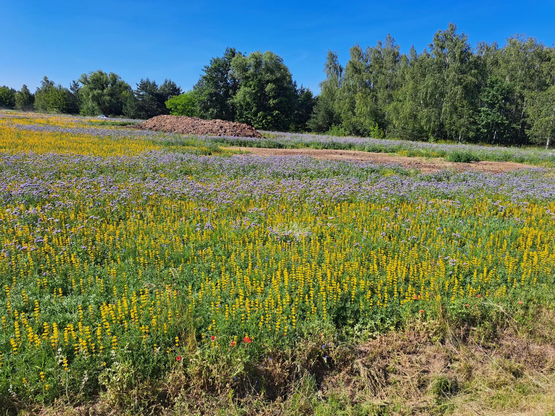 Dopłaty 2026. Sprawdź, które ekoschematy można łączyć [TABELA]