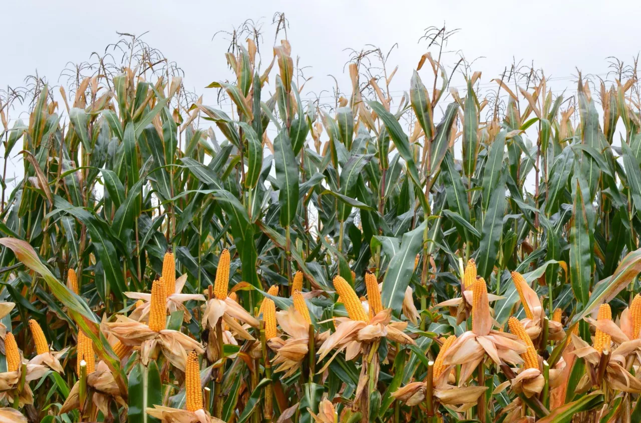 Najlepsze odmiany kukurydzy na kiszonkę 2026. Sprawdź listę zalecanych