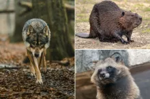 Nowy wpis w IRZplus? Rolnicy chcą ujawnić skalę problemu