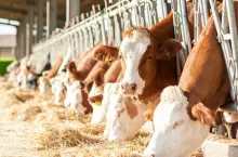 Ubezpieczenie zwierząt gospodarskich wchodzi na nowy poziom. ”Bezpieczny Inwentarz” odpowiada na realną lukę w ochronie hodowców