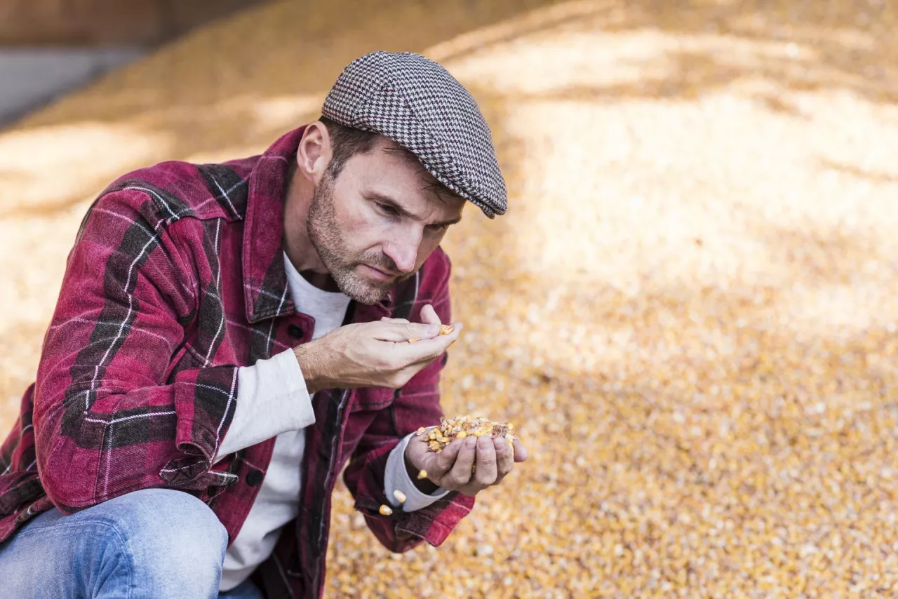 rolnik z ziarnem w dłoni, smutny