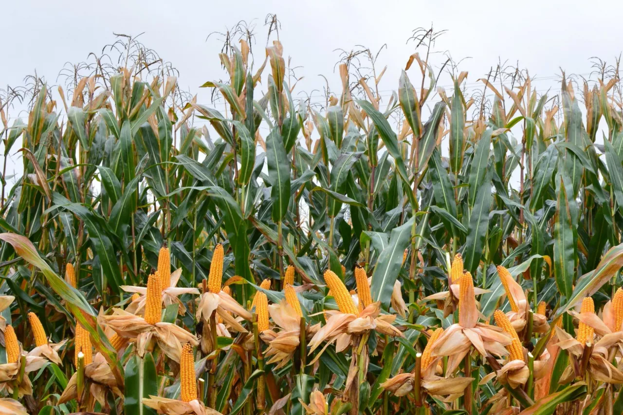 Duży udział kolb w plonie to więcej skrobi. Ważną cechą odmian kiszonkowych jest stay green pozwalający na zbiór dojrzałego ziarna przy odpowiednim poziomie wilgotnoości całych roślin