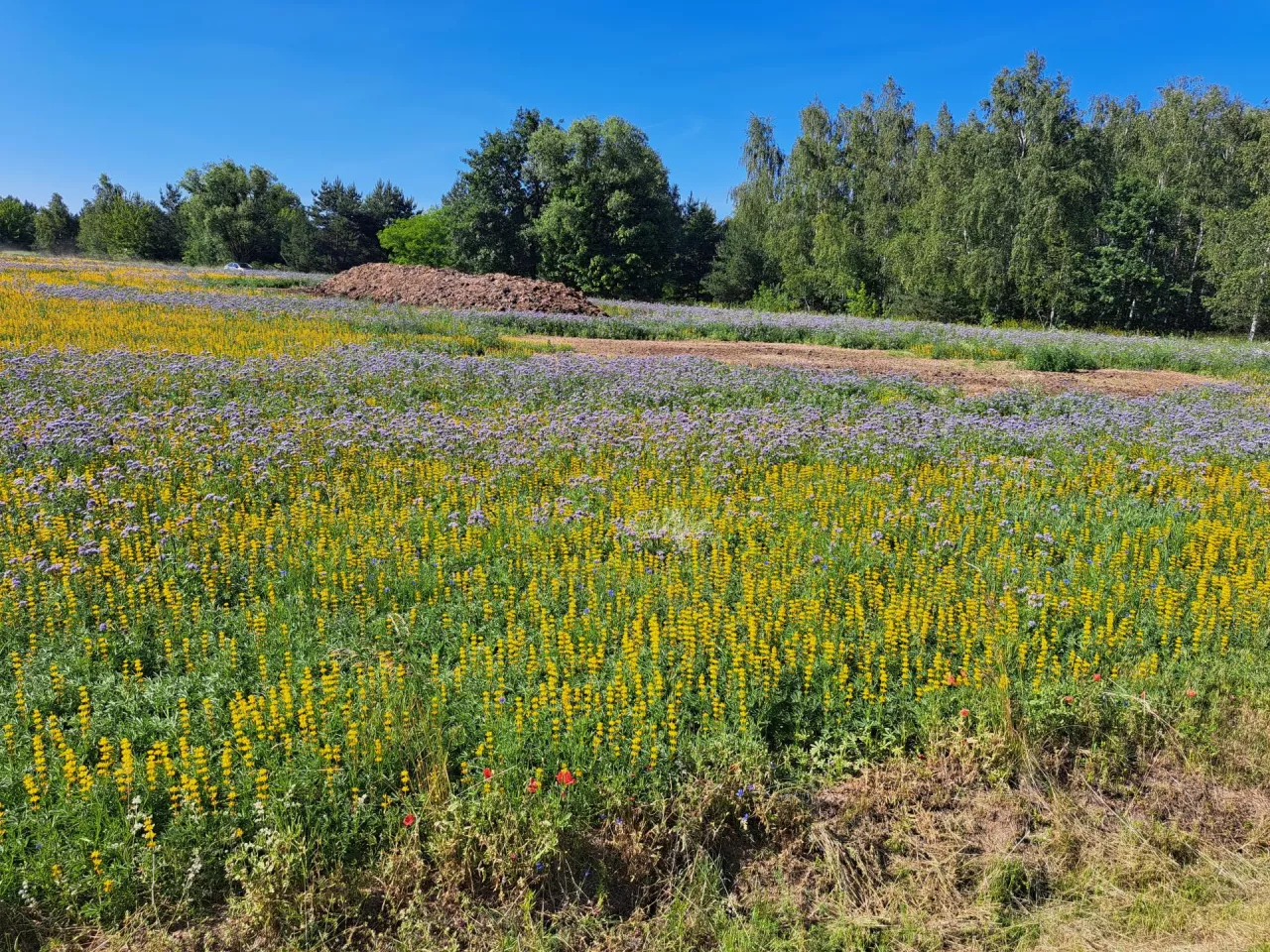 W praktyce „Zróżnicowana struktura upraw” co najmniej 20% gruntów powinno być obsiane roślinami poprawiającymi bilans materii organicznej w glebie