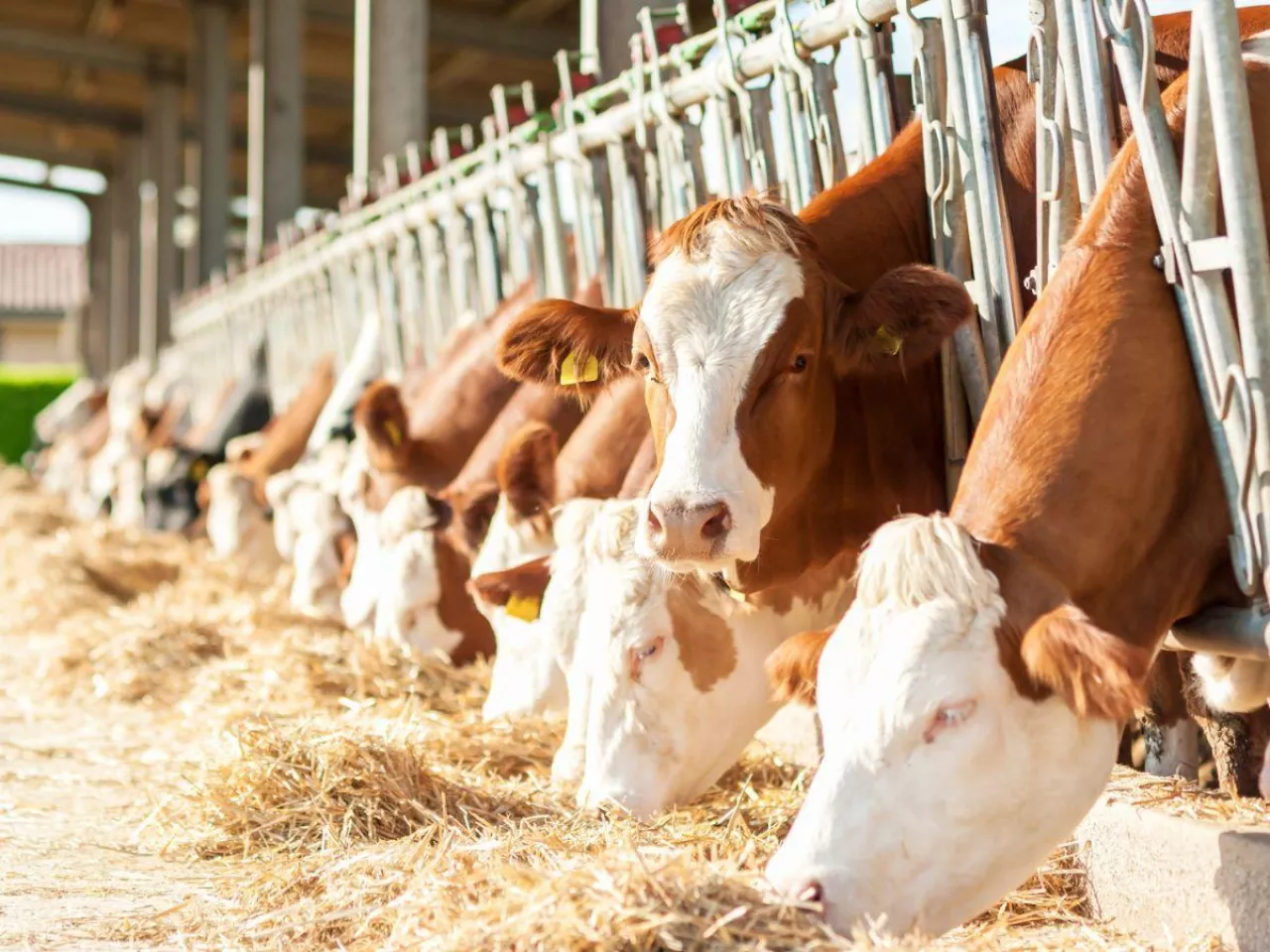 Ubezpieczenie zwierząt gospodarskich wchodzi na nowy poziom. ”Bezpieczny Inwentarz” odpowiada na realną lukę w ochronie hodowców