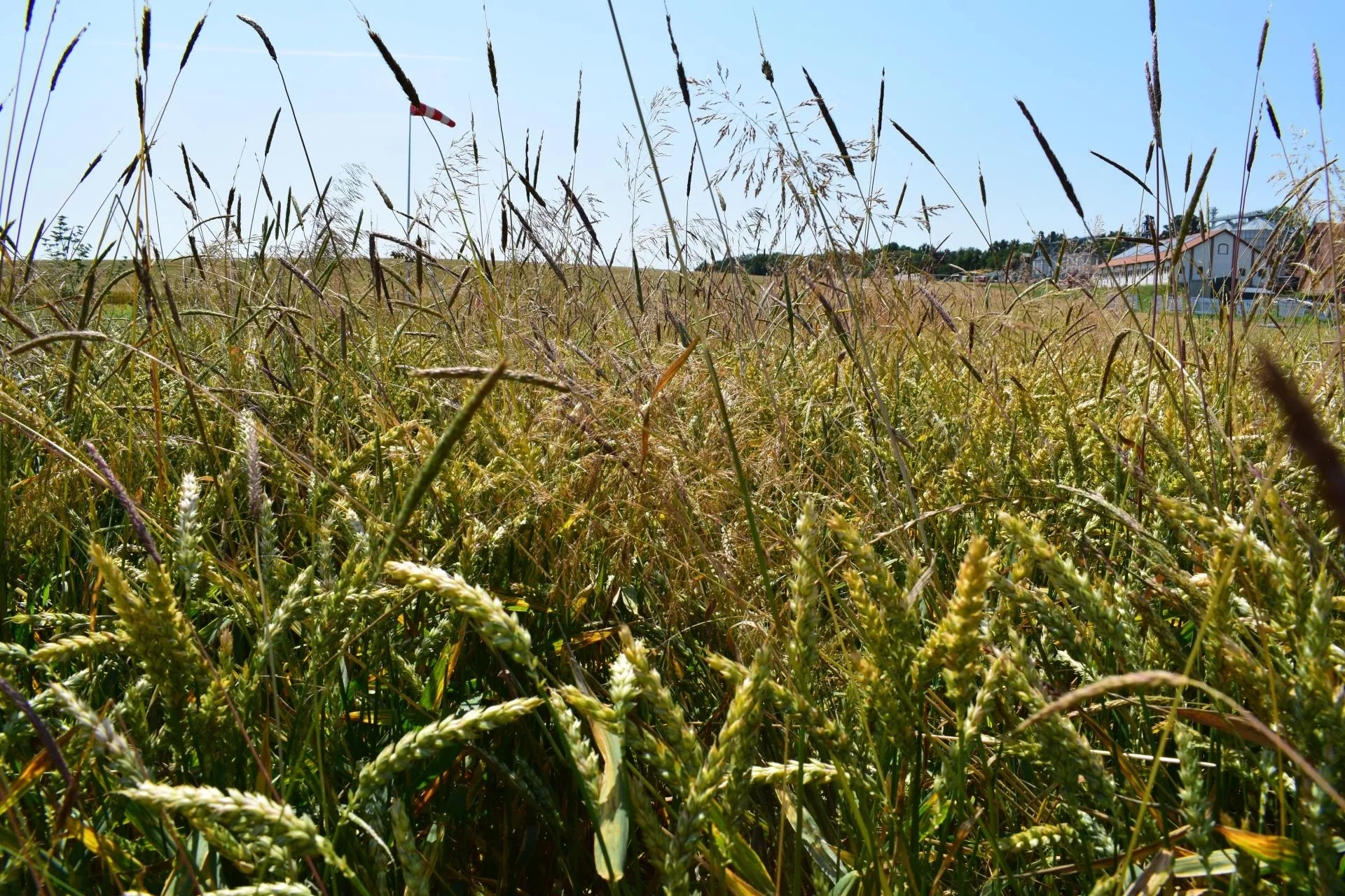 Prawie 70 proc. strat w zbożach? Rolnicy czekają na zielone światło