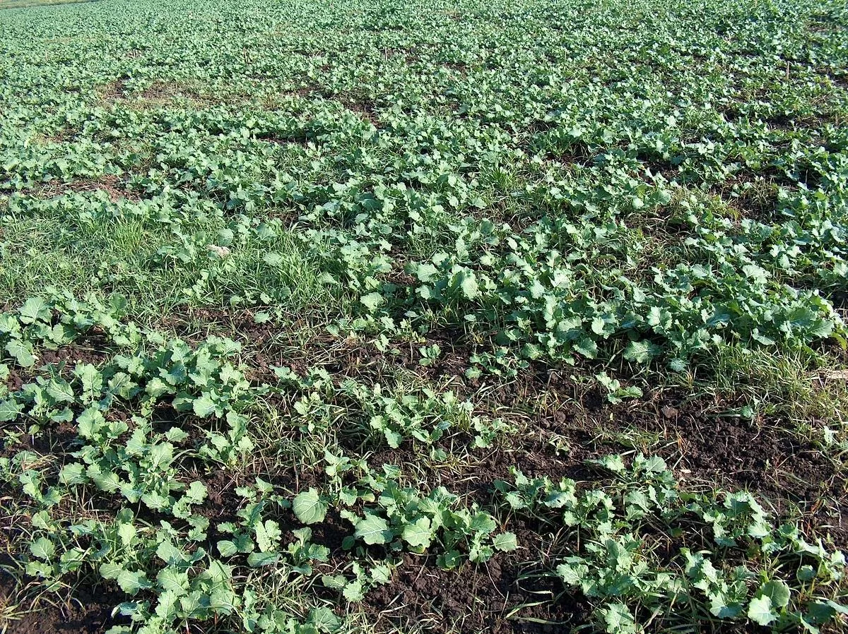Przesiewanie rzepaku ozimego. Jak nawozić rzepak jary, żeby nie stracić plonu?