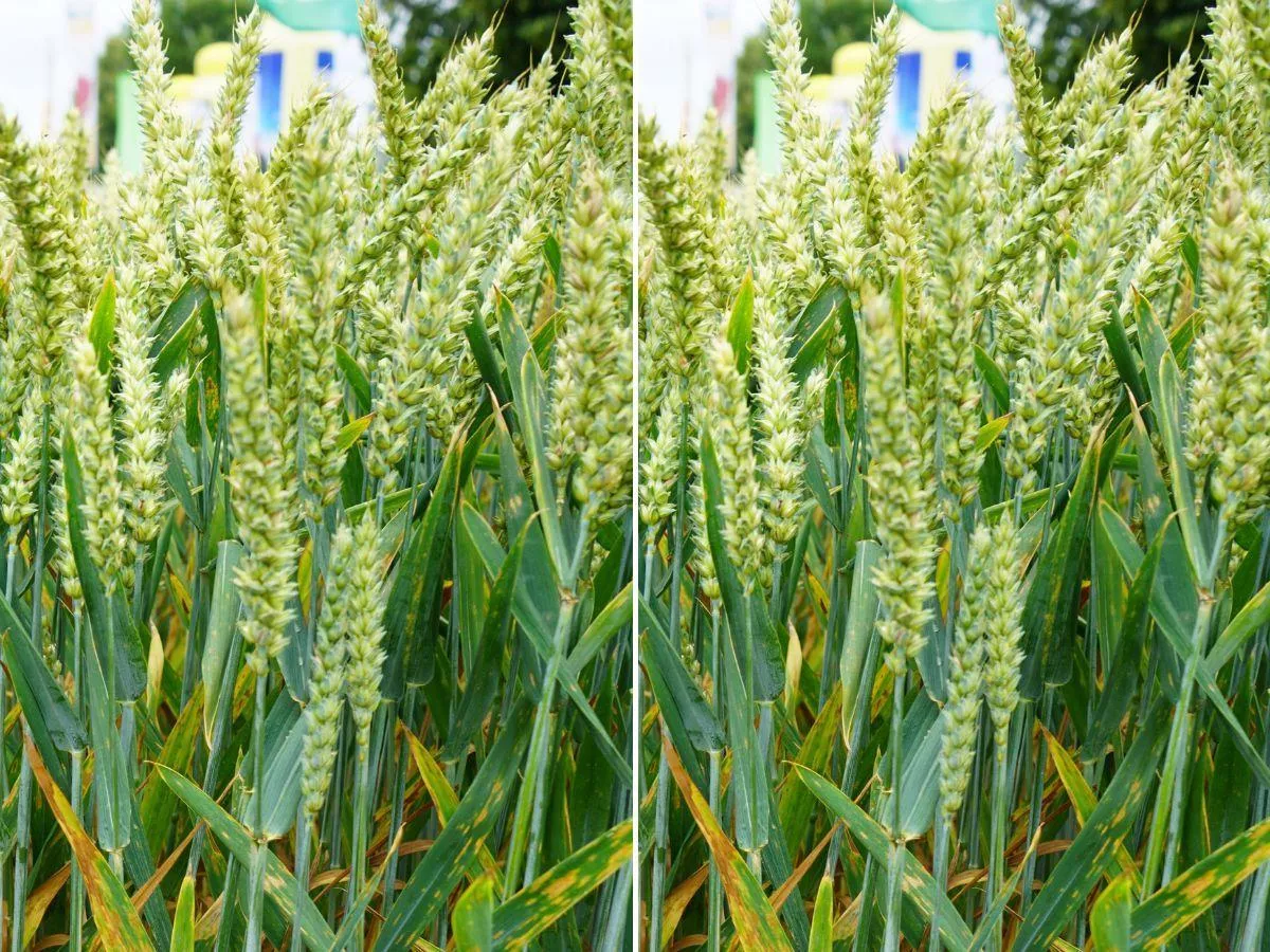 Niszczy pszenicę przez miesiąc i nie daje objawów. Rolnicy często reagują za późno