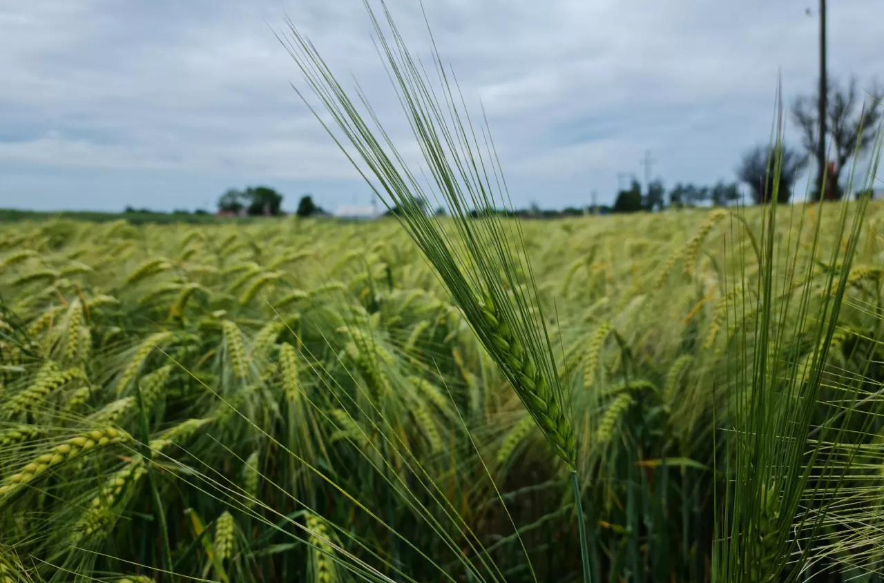 40 nowych odmian zbóż ozimych. Sprawdź, co trafiło do rejestru