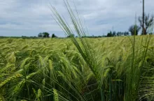 Zboża ozime jak im pomóc jesienią