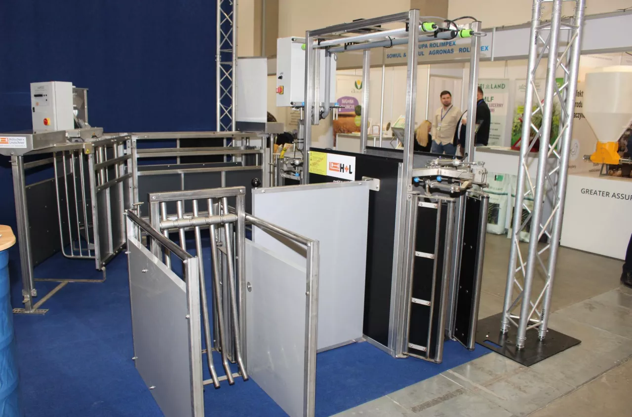 Ta chlewnia robi wszystko sama. Waży świnie i sama się czyści