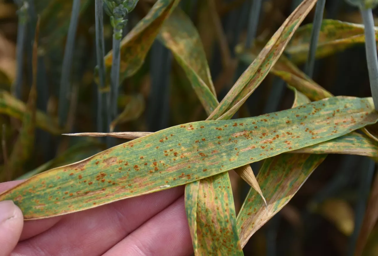 W jednej poduszeczce sprawcy rdzy brunatnej, której żywotność wynosi około 20 dni, codziennie może powstać 3000 zarodników. Ok. 33% z nich ma zdolność infekcyjną